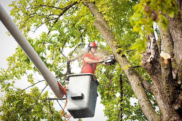 Best Firewood Processing and Delivery  in Rocky Mount, NC